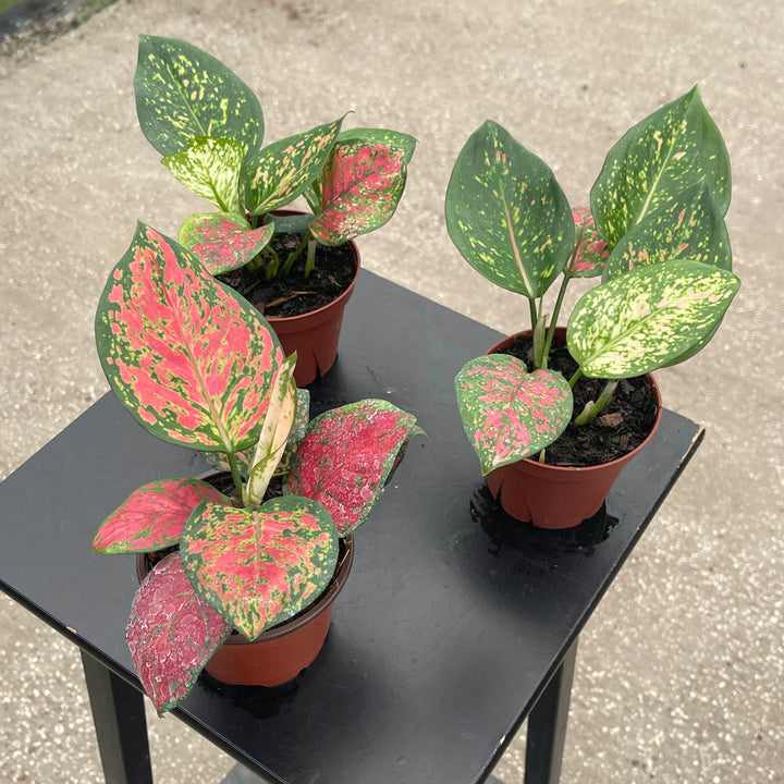 Gabriella Plants Aglaonema 4" Aglaonema 'Kumkoon'