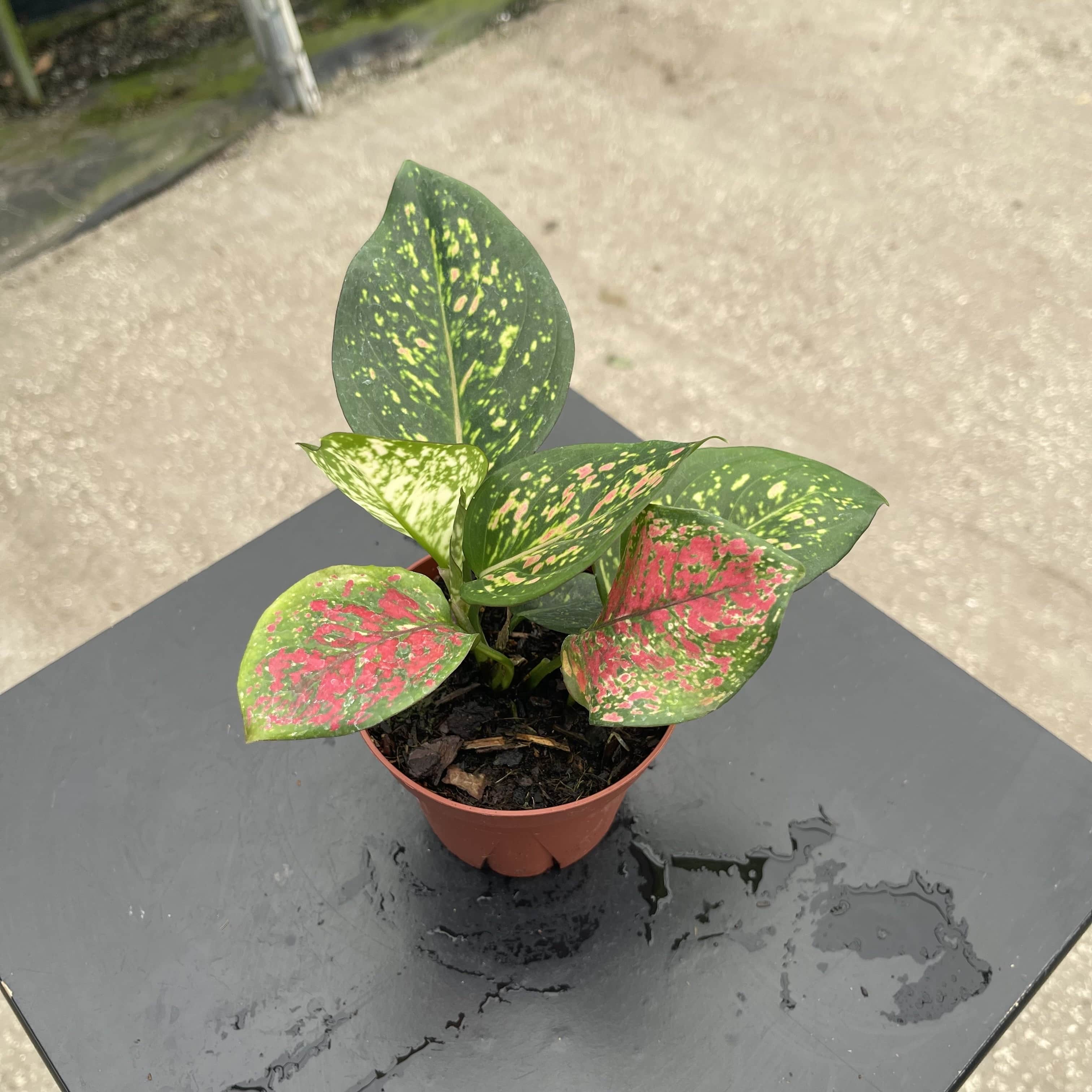 か*こ様 aglaonema spp. romeo pinkies Aglaonema 'Romeo' | Foliage