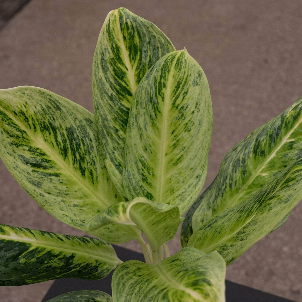 Gabriella Plants Aglaonema 4" Aglaonema 'Lemon Honey'