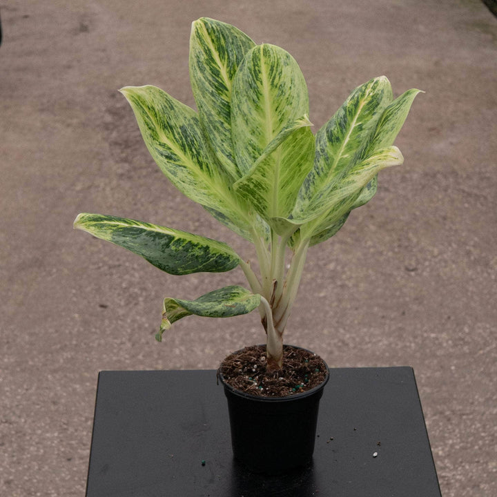 Gabriella Plants Aglaonema 4" Aglaonema 'Lemon Honey'