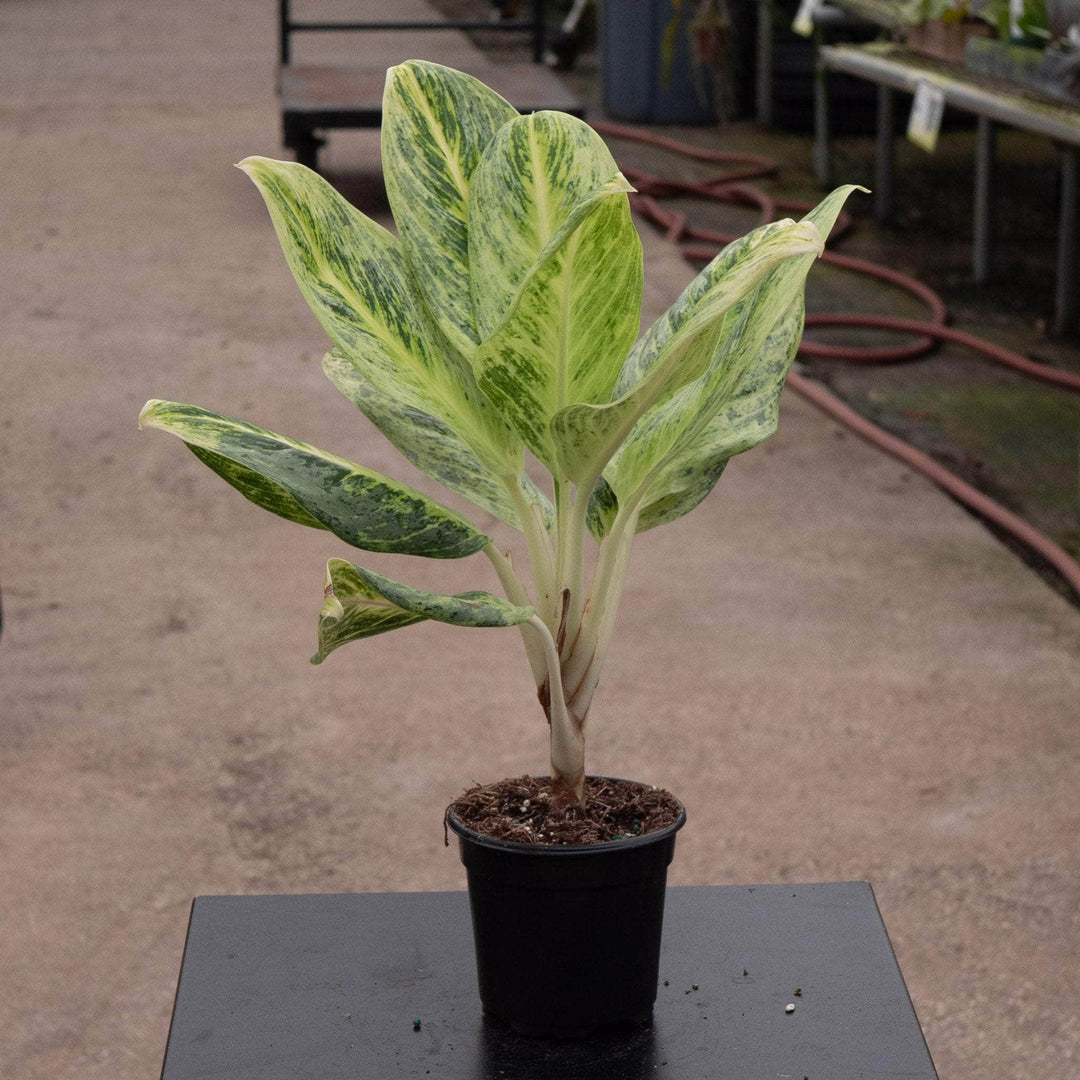 Gabriella Plants Aglaonema 4" Aglaonema 'Lemon Honey'