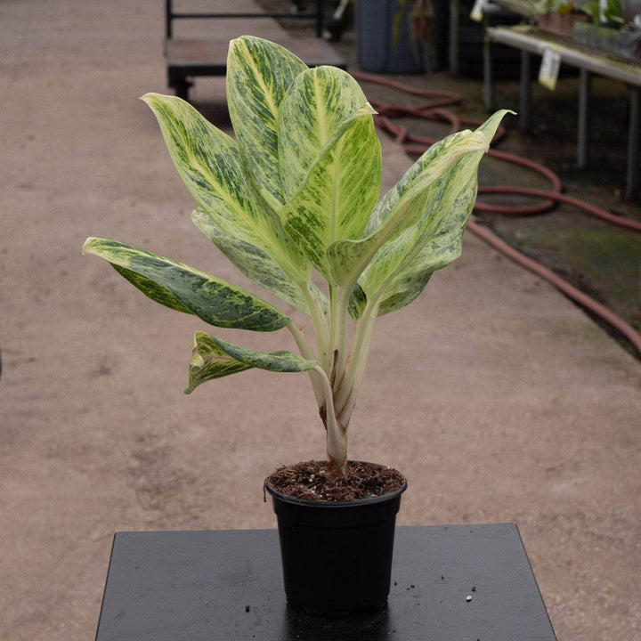 Gabriella Plants Aglaonema 4" Aglaonema 'Lemon Honey'