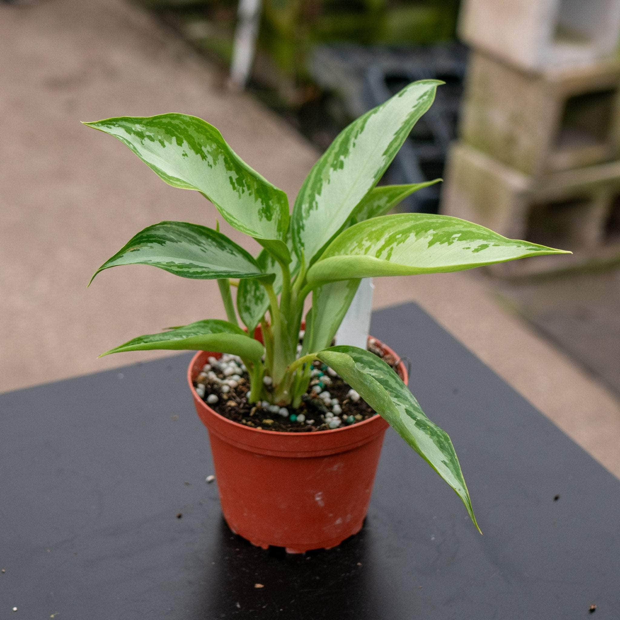 aglaonema leprechaun care Aglaonema 'Leprechaun'