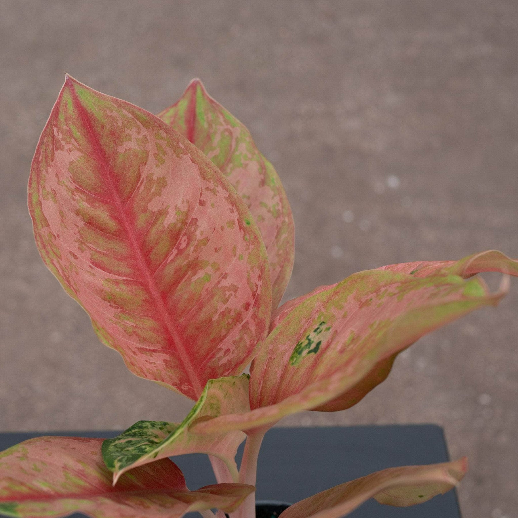 aglaonema light pink Aglaonema 'Light of Diamond'