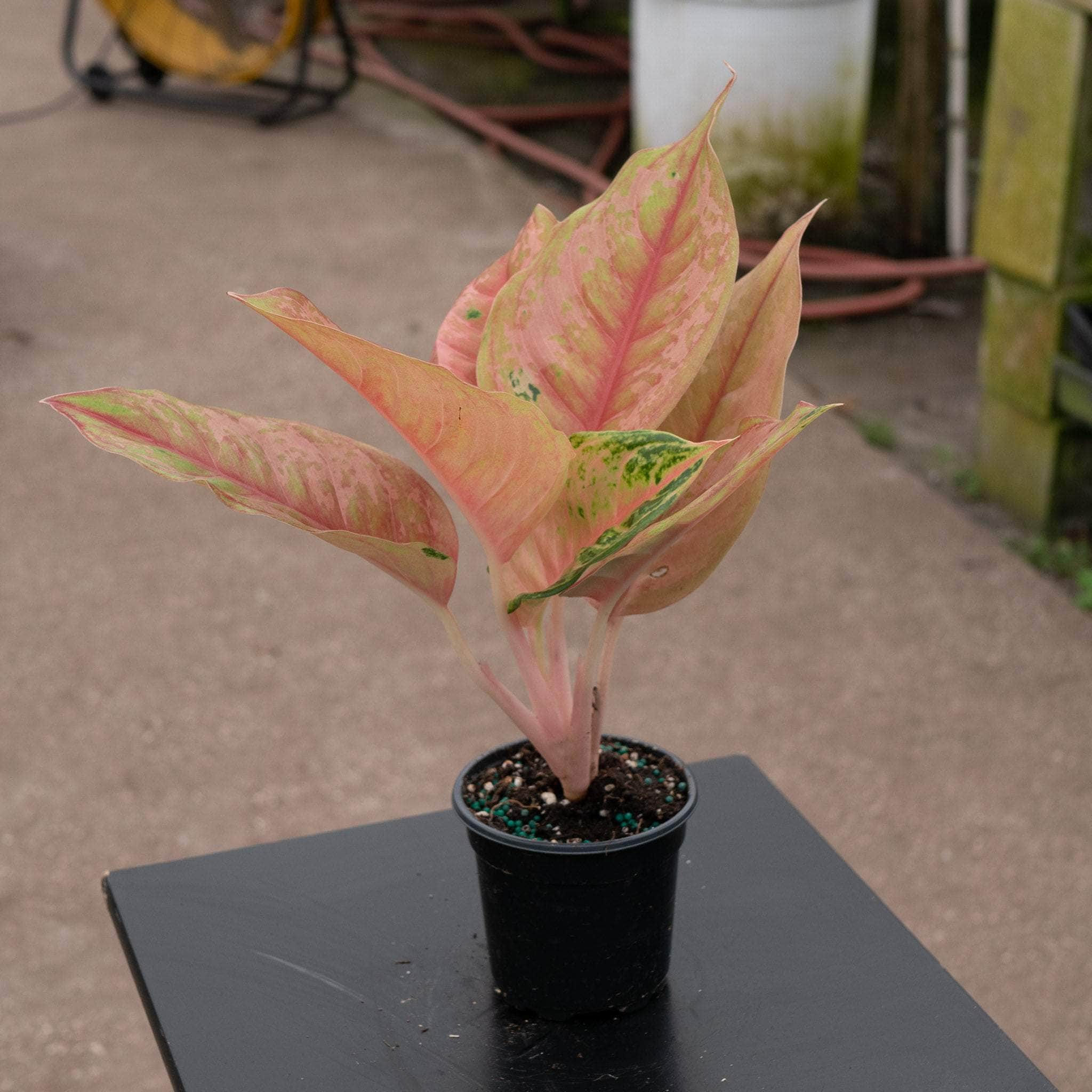 red aglaonema light Aglaonema 'Light of Diamond'