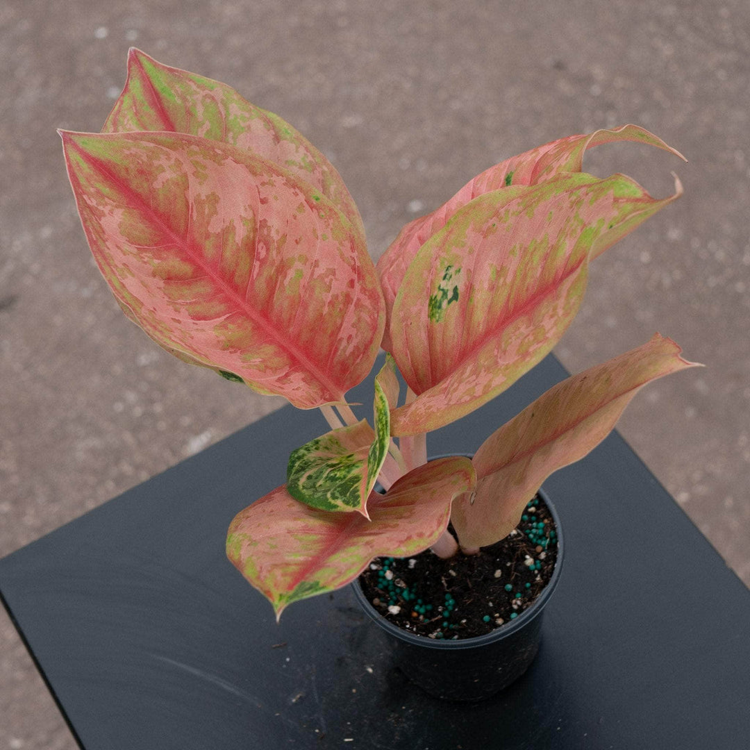 aglaonema brilliant plant Aglaonema 'Light of Diamond'