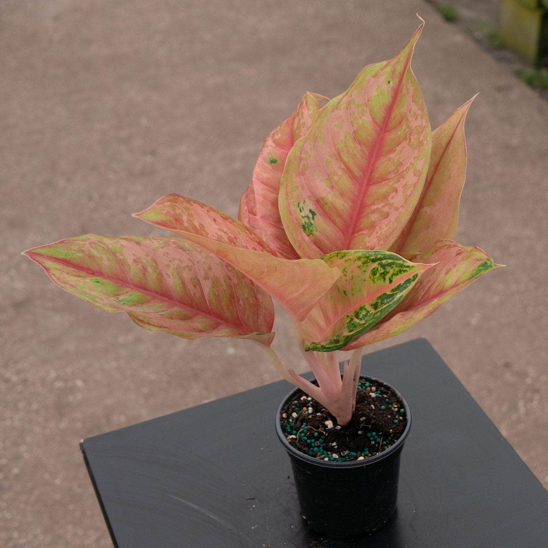 aglaonema hologram Aglaonema 'Light of Diamond'