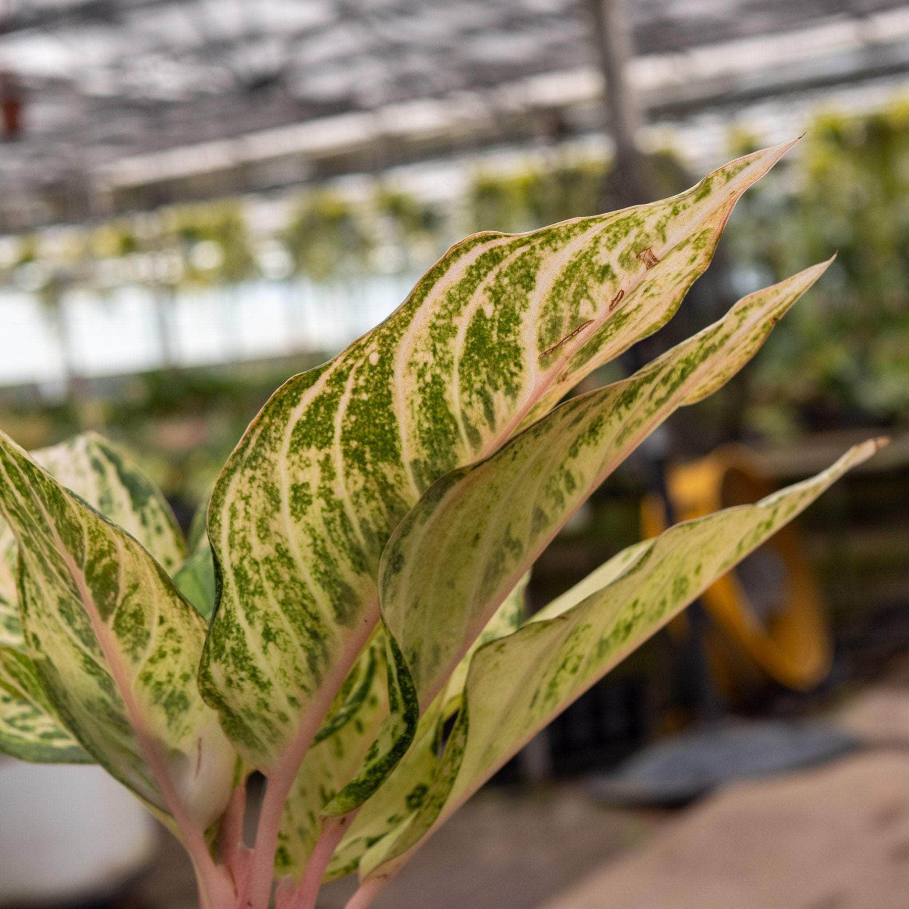 aglaonema plants price philippines Aglaonema 'Lucky'