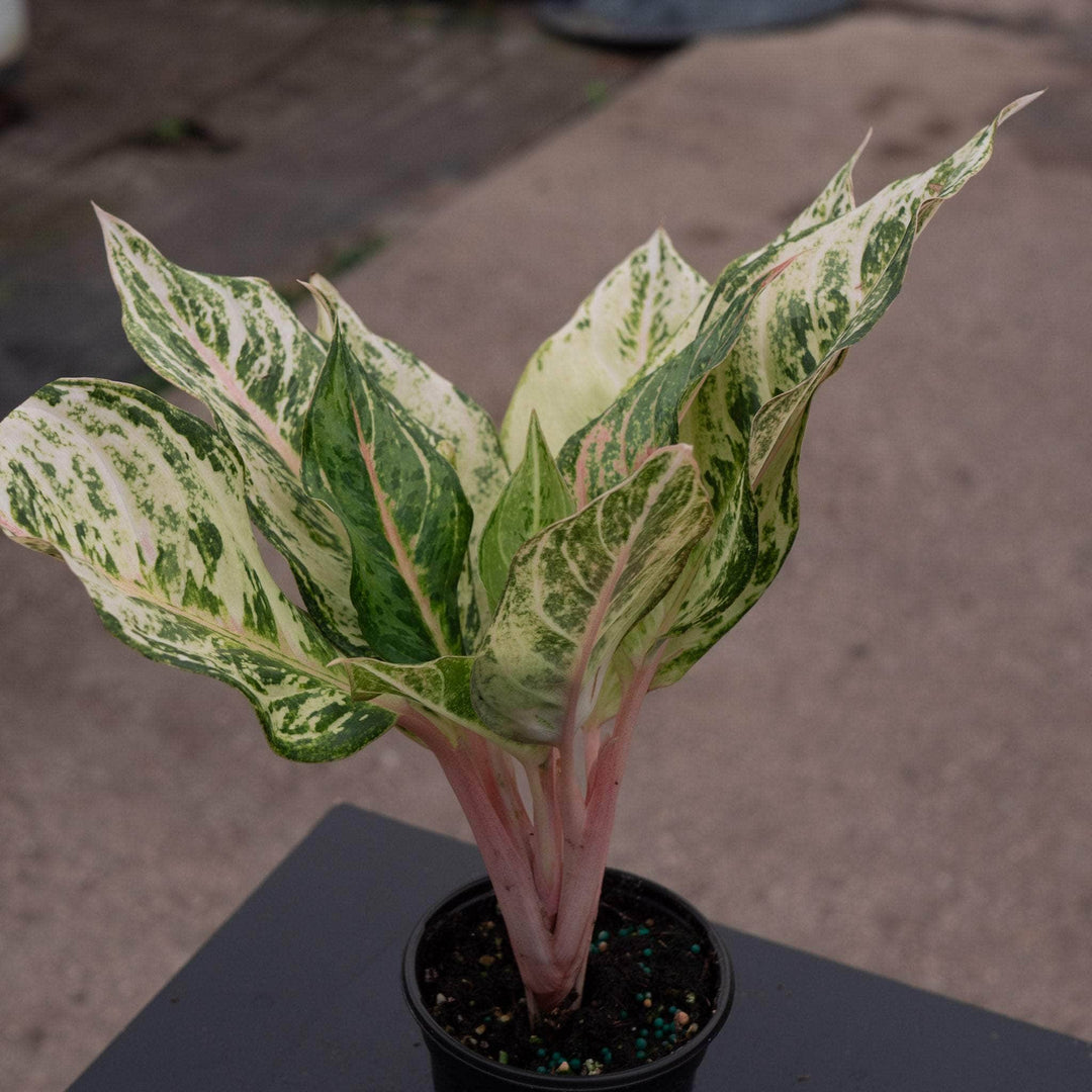 aglaonema lucky plant Aglaonema 'Lucky'