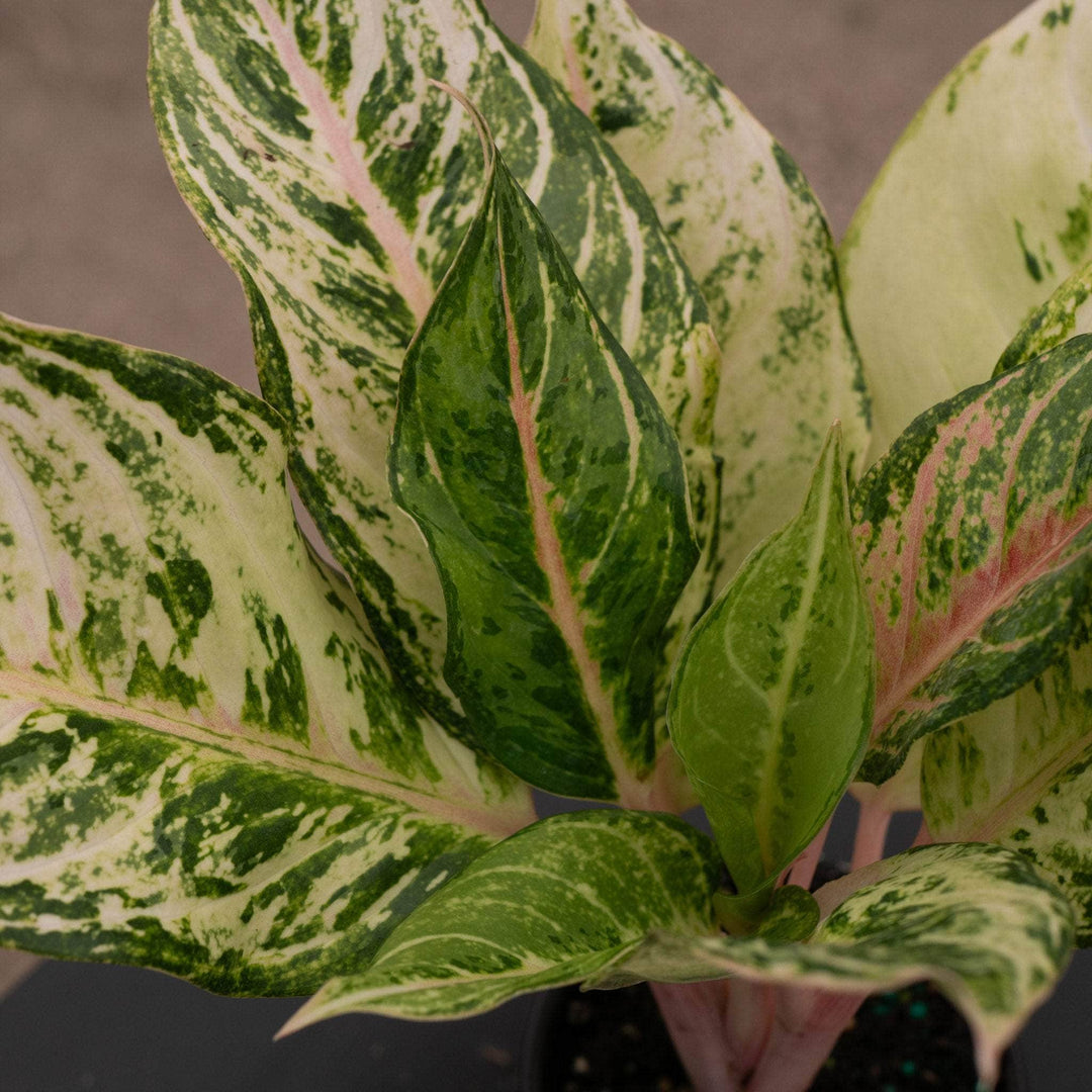 aglaonema plant price Aglaonema 'Lucky'