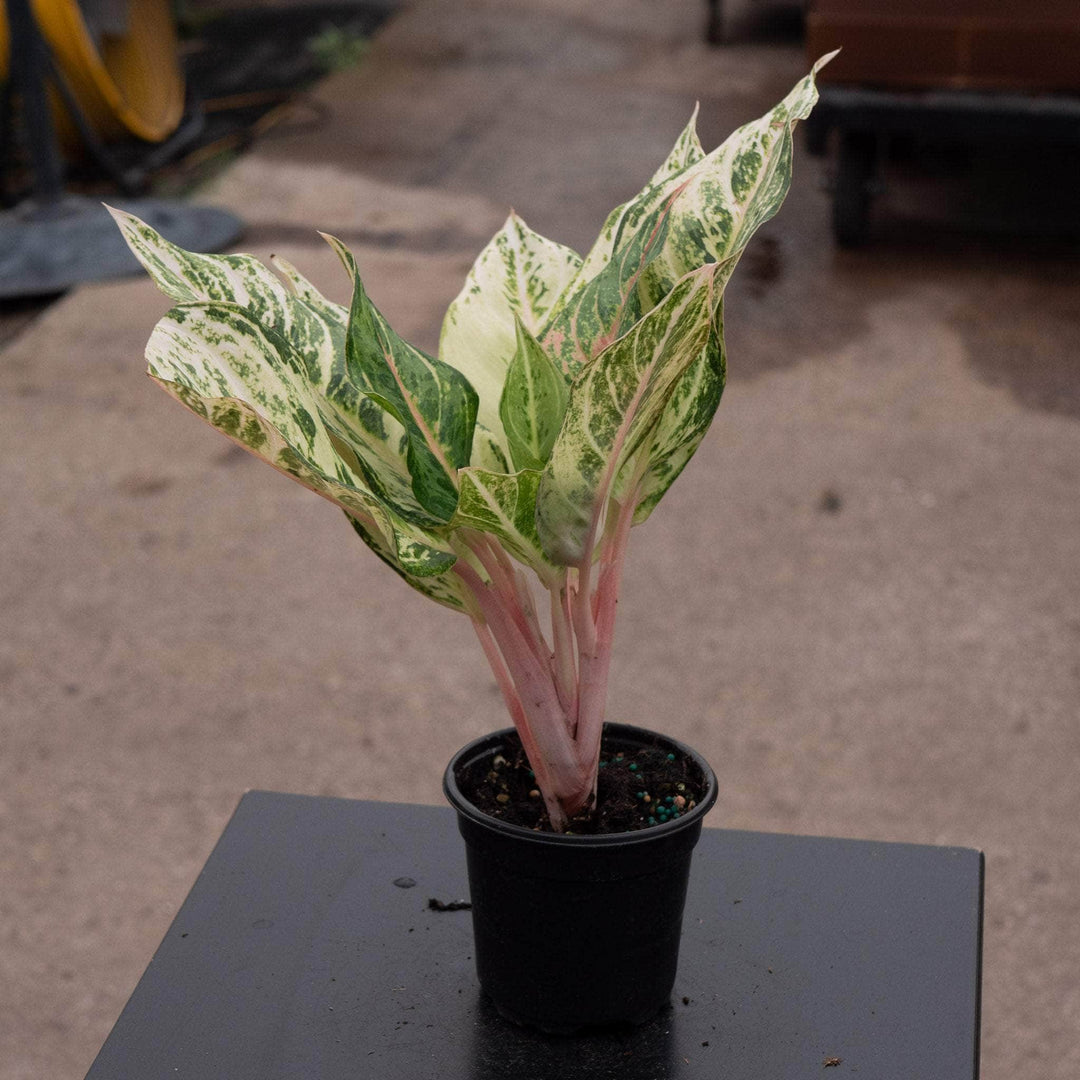 aglaonema chinese lucky plant Aglaonema 'Lucky'
