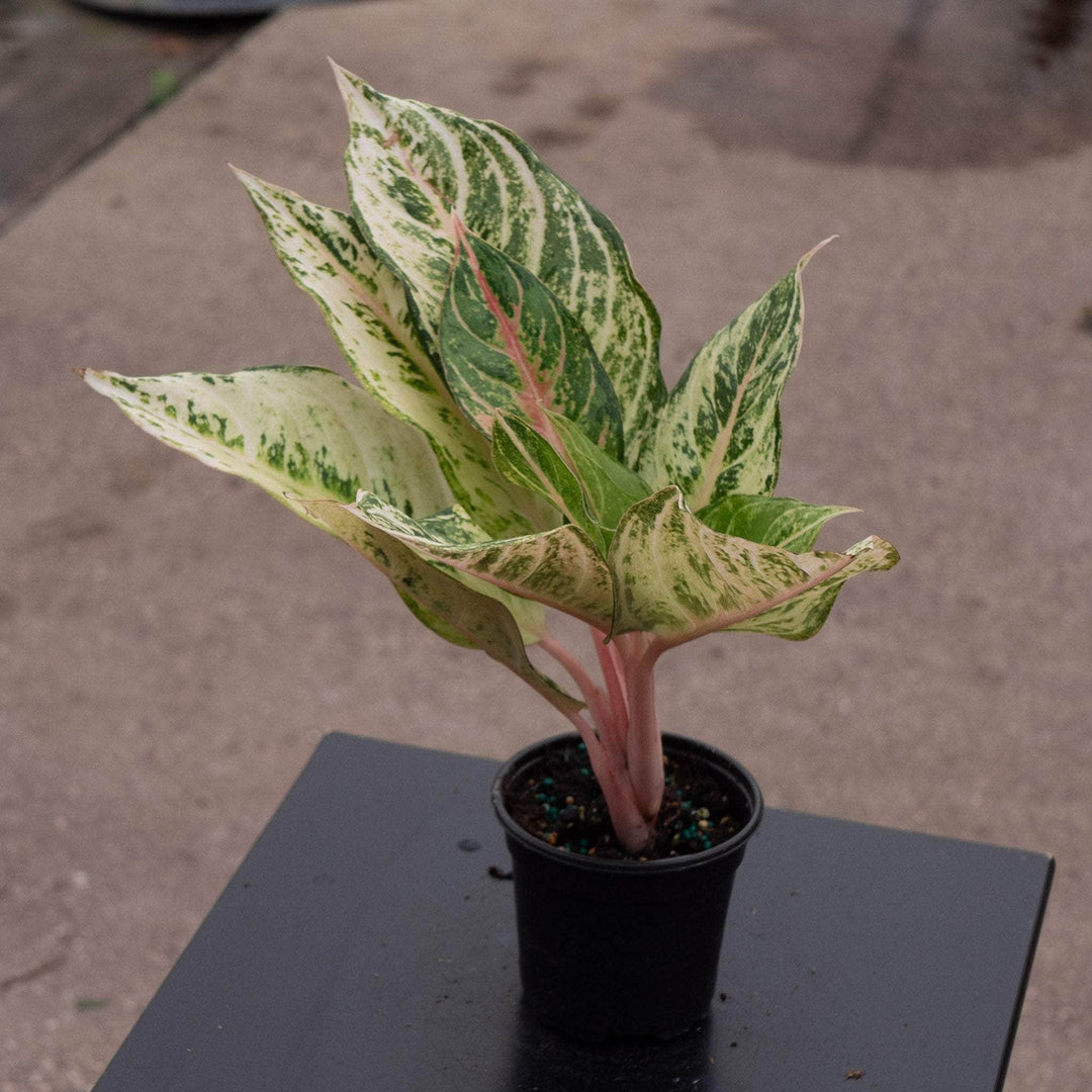 aglaonema la suerte Aglaonema 'Lucky'