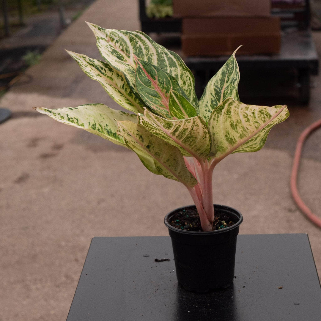 aglaonema two tone Aglaonema 'Lucky'