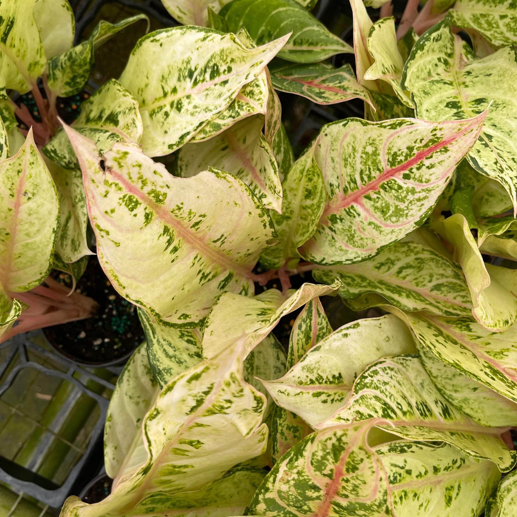 aglaonema lucky Aglaonema 'Lucky'