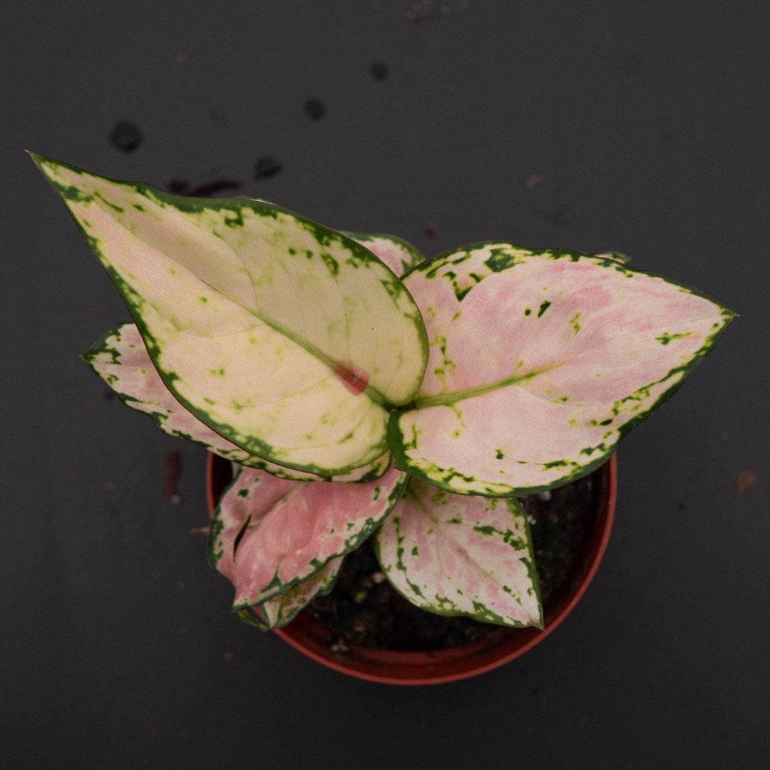 aglaonema lucky pink Aglaonema 'Lucky Red'