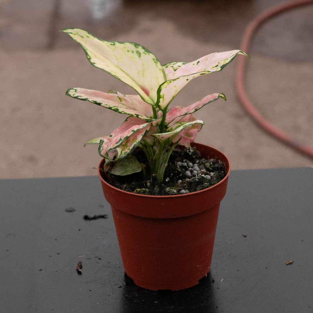 aglaonema 48 Aglaonema 'Lucky Red'