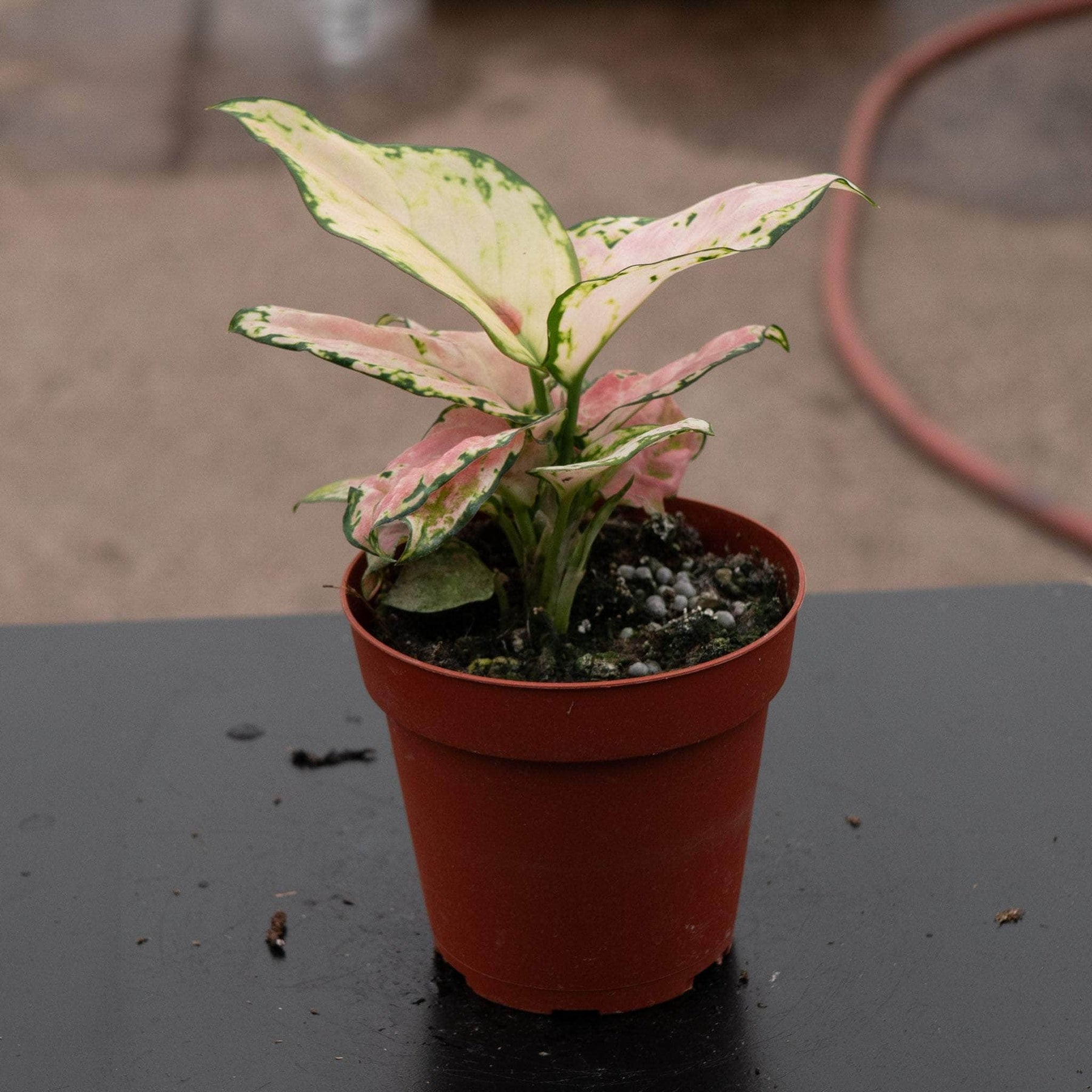 aglaonema lucky Aglaonema 'Lucky Red'