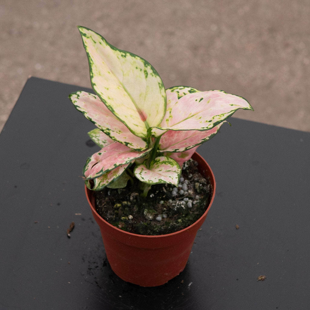 aglaonema chinese lucky plant Aglaonema 'Lucky Red'