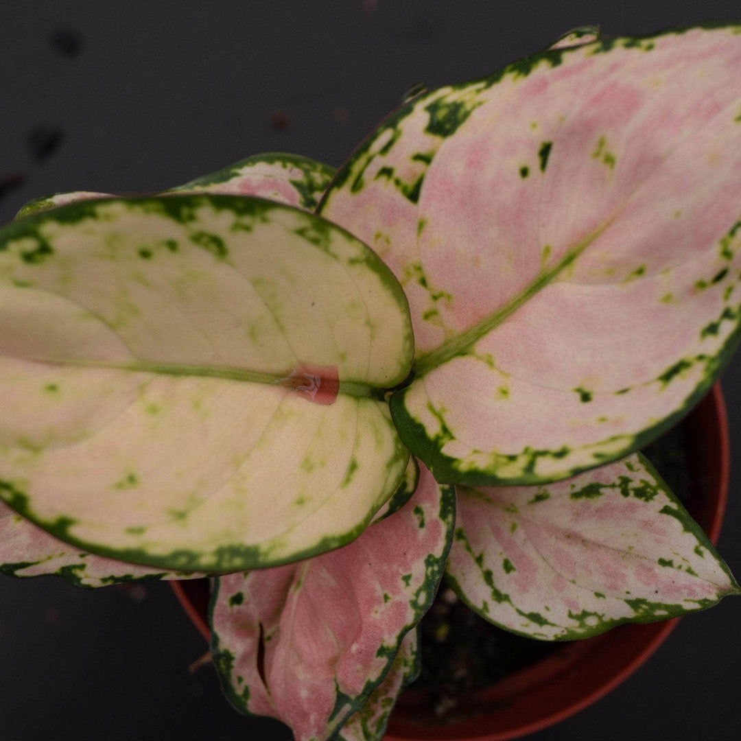lucky pink aglaonema Aglaonema 'Lucky Red'