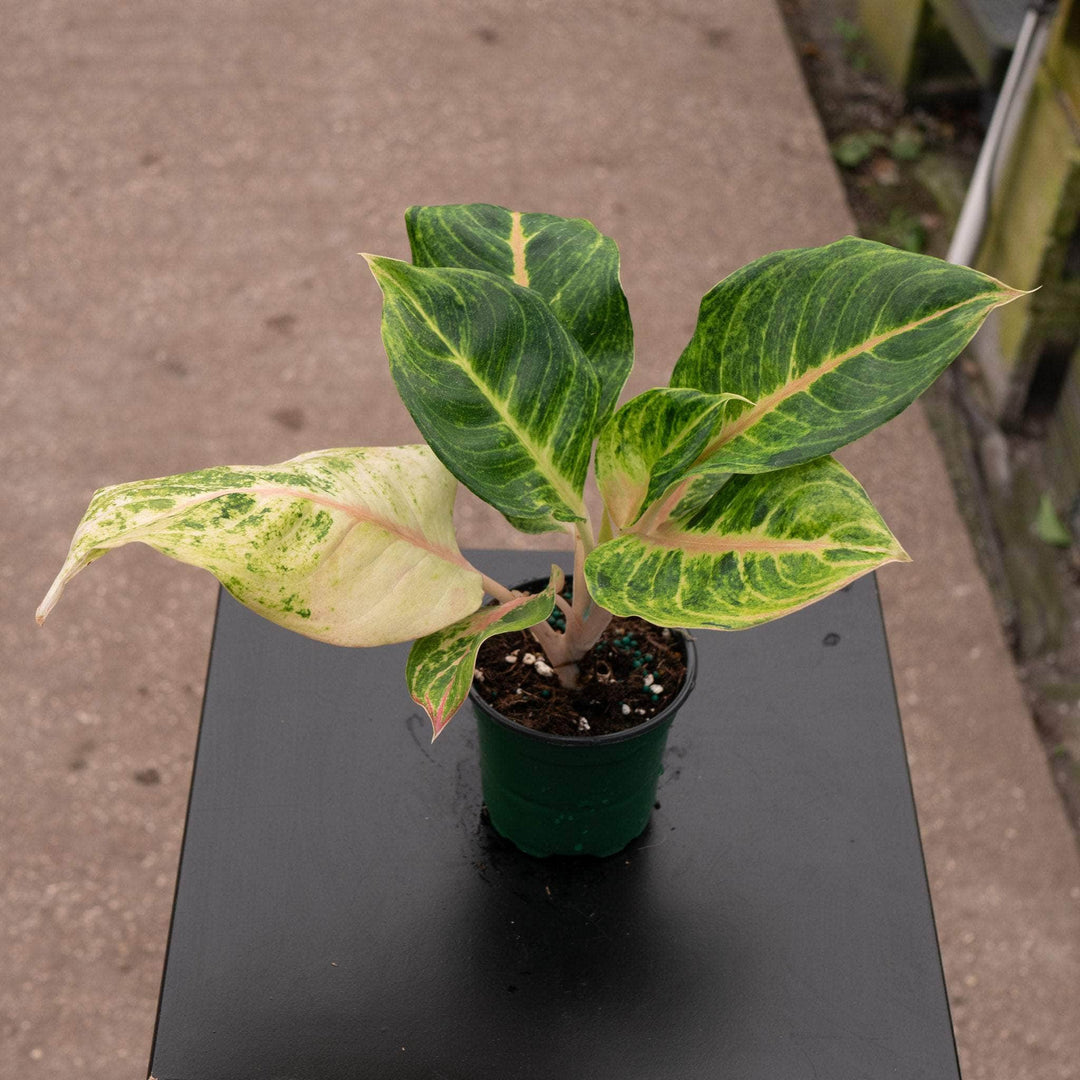 aglaonema for southern california Aglaonema 'Mahasombat'
