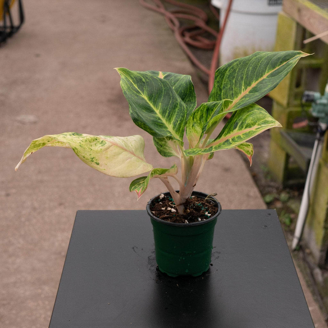 aglaonema mahal Aglaonema 'Mahasombat'