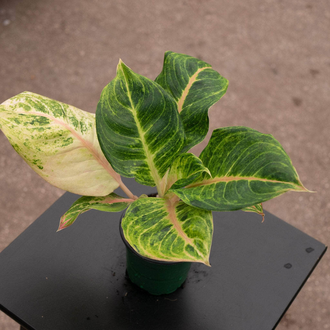 aglaonema mahasetti Aglaonema 'Mahasombat'