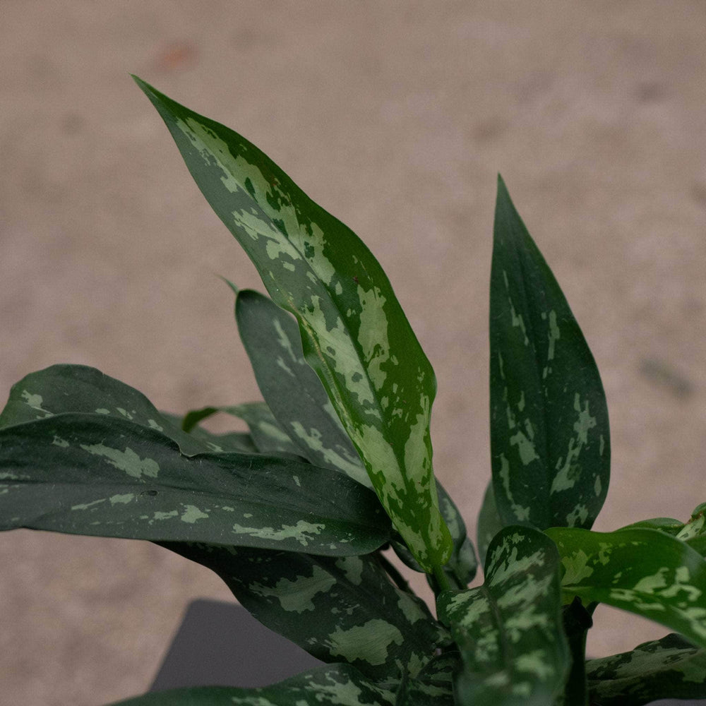 aglaonema maria wikipedia Aglaonema 'Maria'