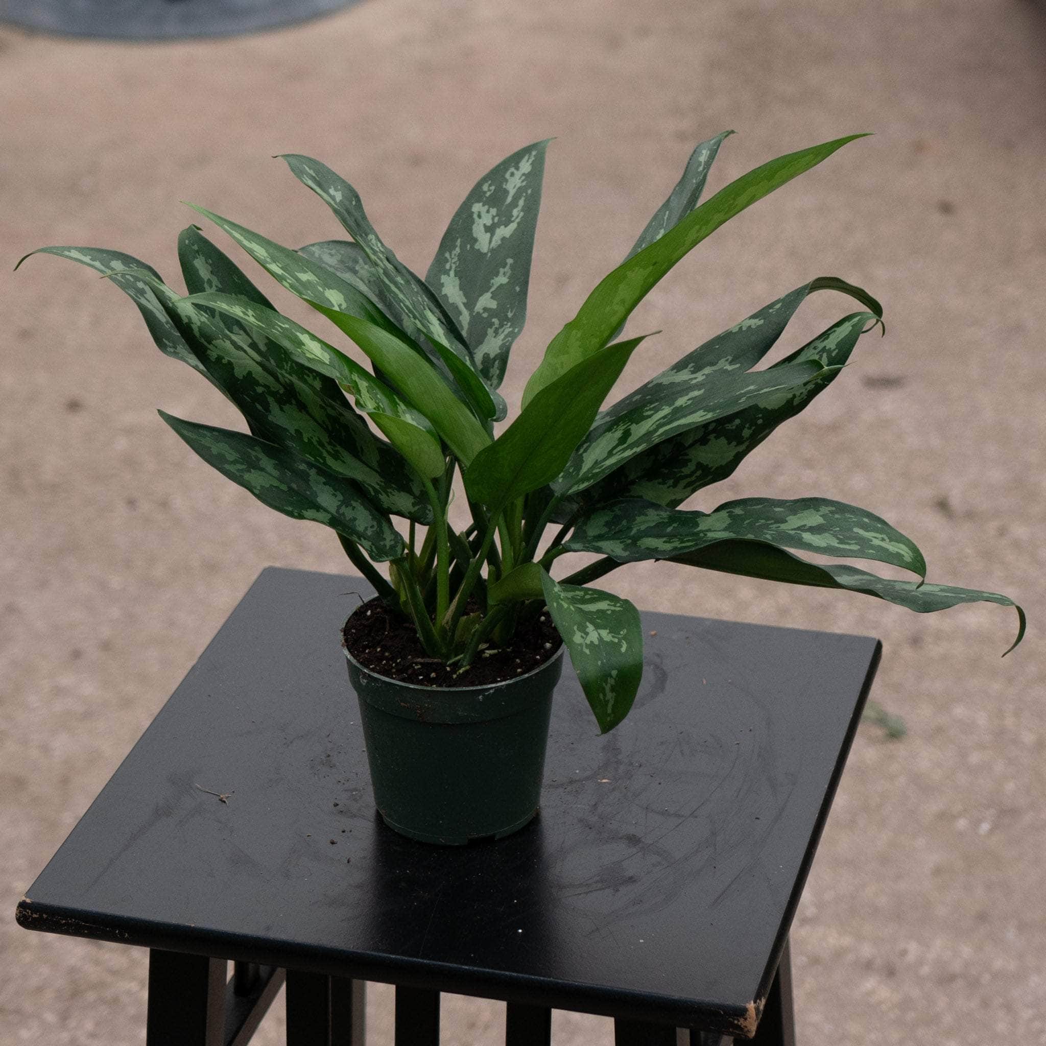 Aglaonema 'Maria'