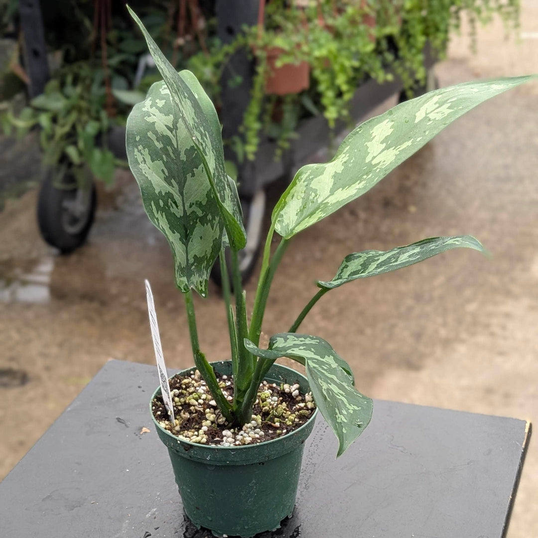 Gabriella Plants Other 4" Aglaonema &
