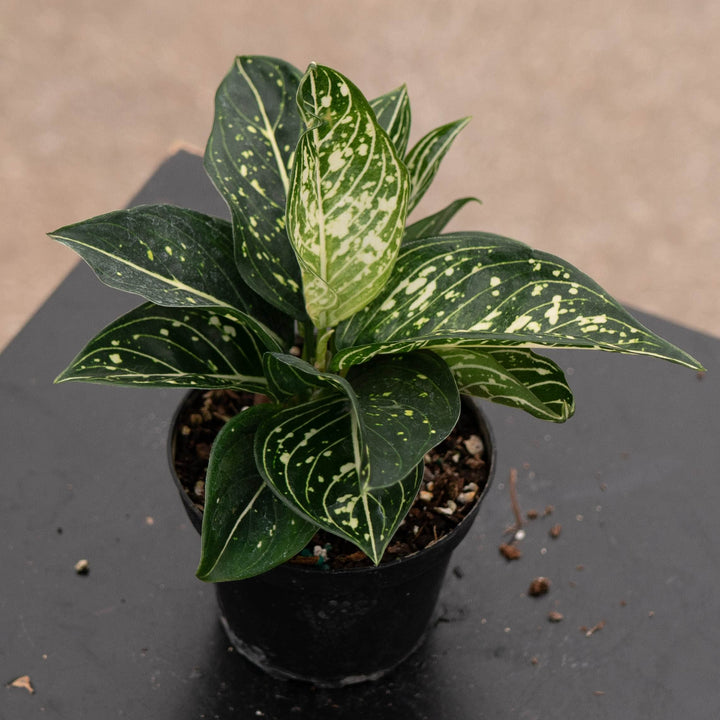 Gabriella Plants Aglaonema 4" Aglaonema modestum &
