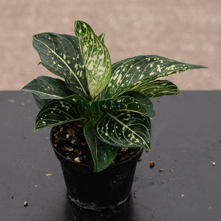 Gabriella Plants Aglaonema 4" Aglaonema modestum &