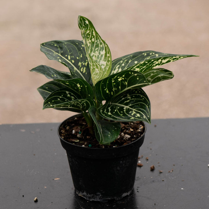 Gabriella Plants Aglaonema 4" Aglaonema modestum &