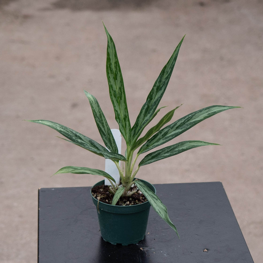 Gabriella Plants Other 4" Aglaonema 'Mondo Bay'