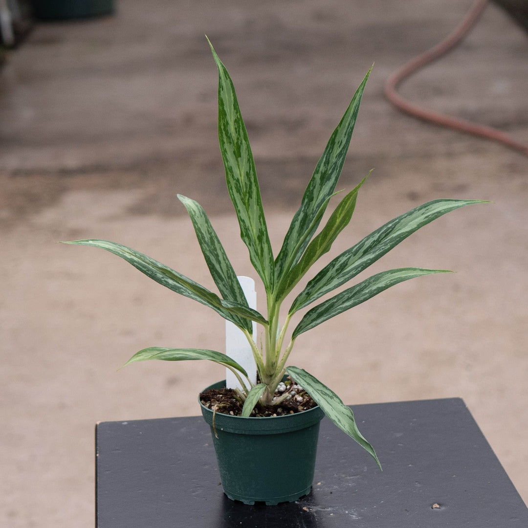 Gabriella Plants Other 4" Aglaonema &