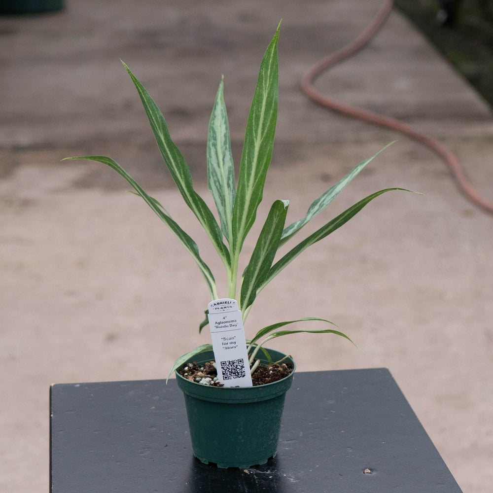 Gabriella Plants Other 4" Aglaonema 'Mondo Bay'