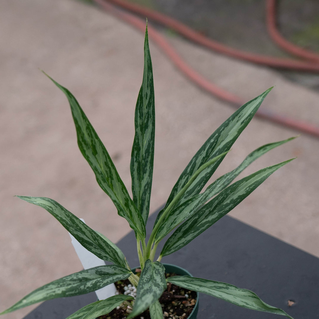 Gabriella Plants Other 4" Aglaonema &