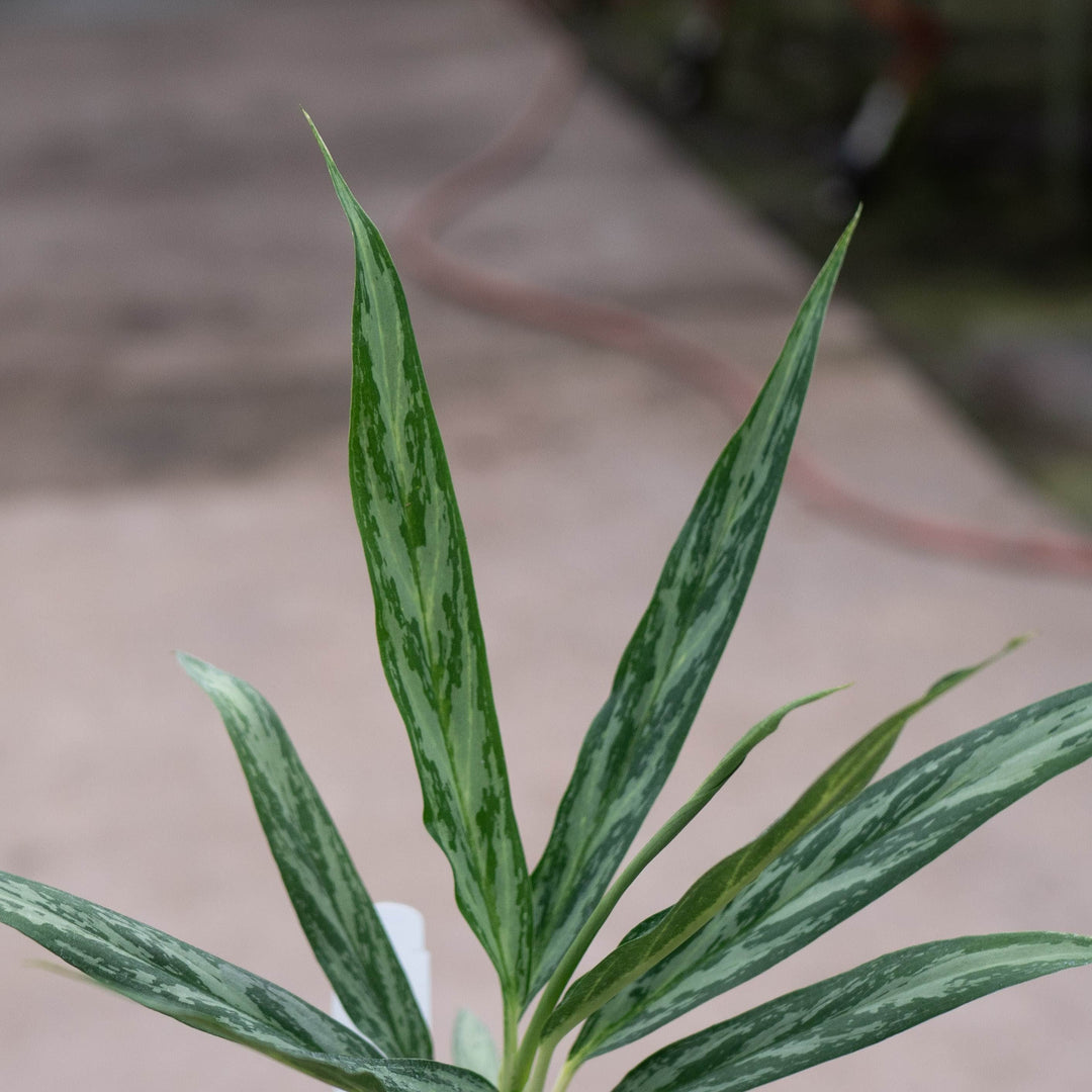 Gabriella Plants Other 4" Aglaonema &