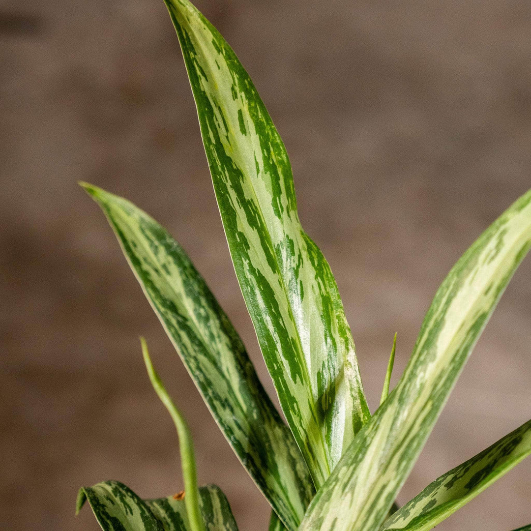 aglaonema skinny leaves Aglaonema 'Mondo Bay'