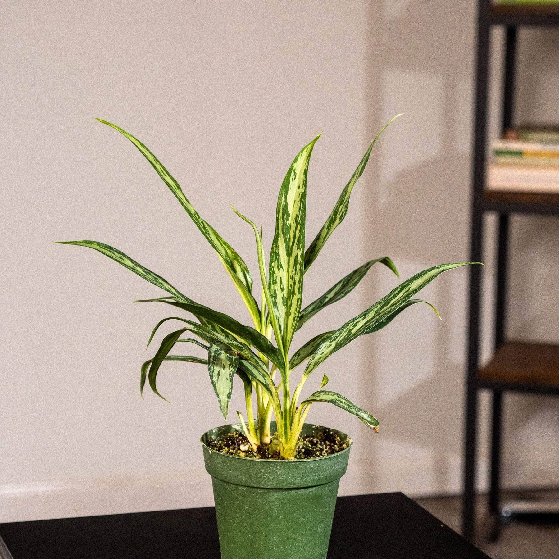 aglaonema mondo wikipedia Aglaonema 'Mondo Bay'