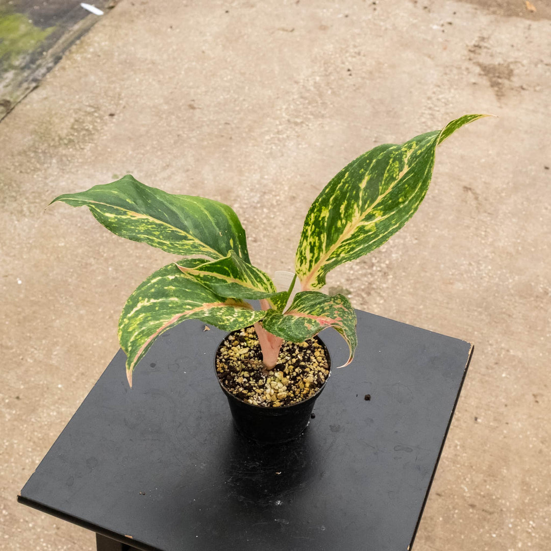Gabriella Plants Aglaonema 4" Aglaonema 'Moonstone Miles'