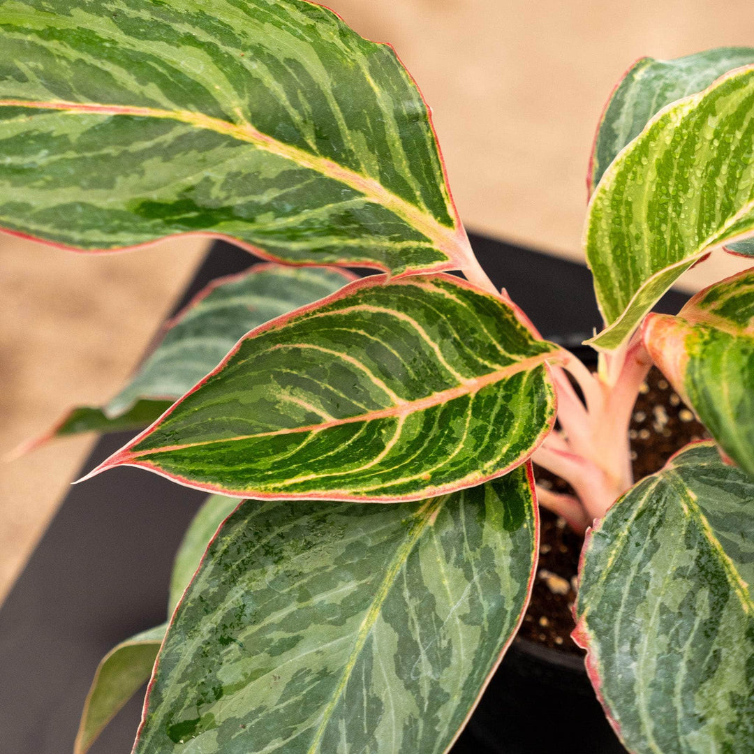 aglaonema jt 3000 Aglaonema 'Moonstone Miles'