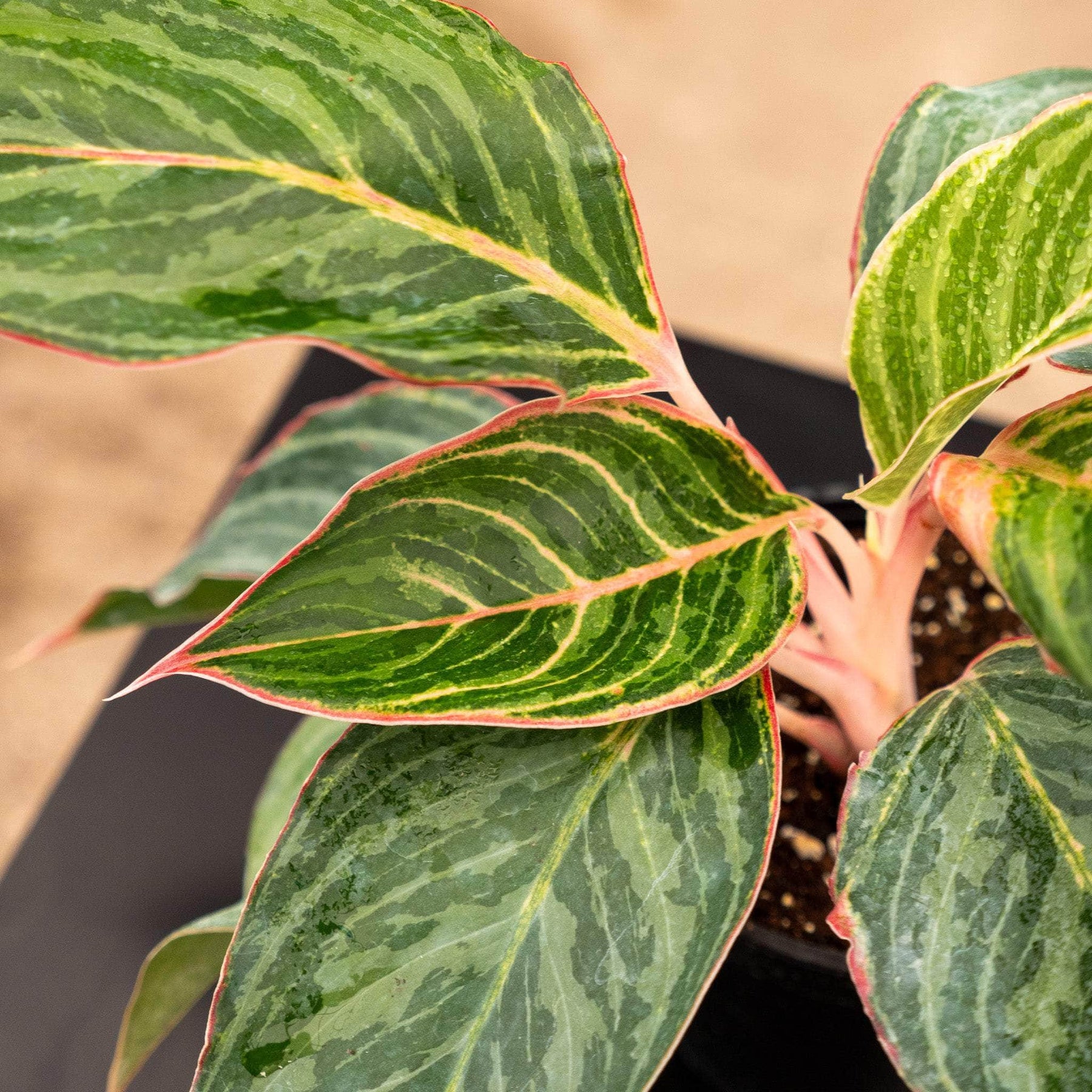 mystic marble aglaonema Aglaonema 'Moonstone Miles'