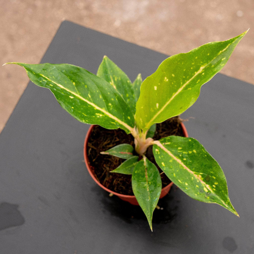 aglaonema sparkle Aglaonema 'Night Sparkle'