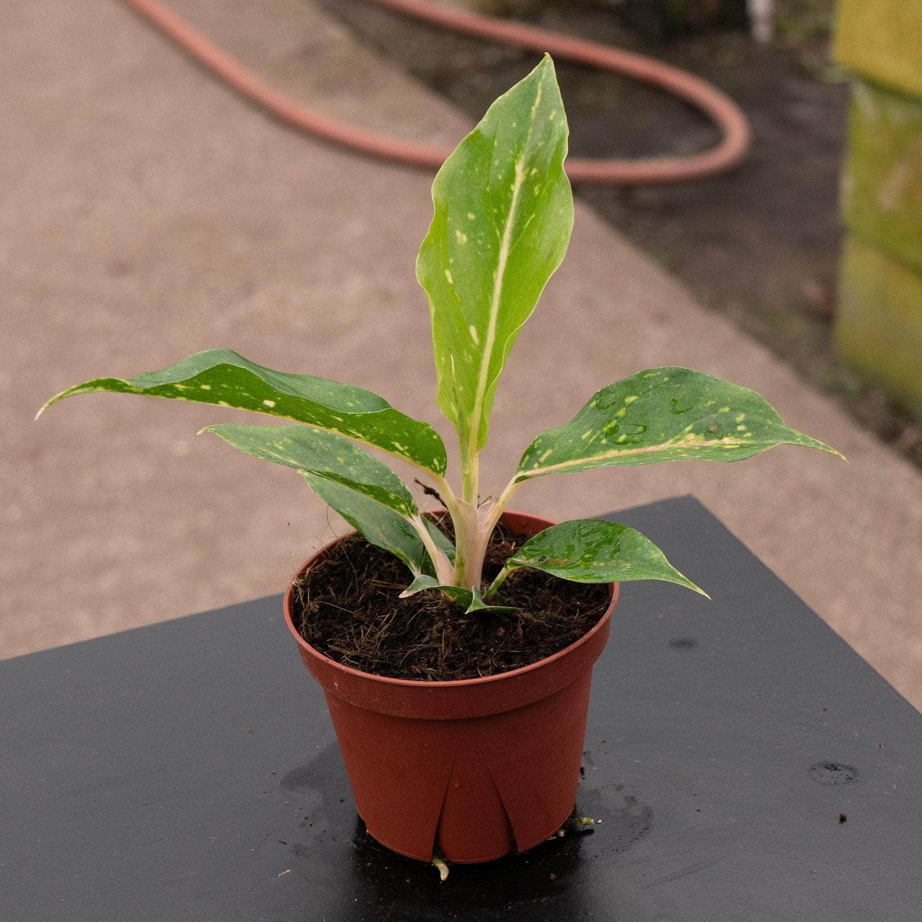 aglaonema sparkle Aglaonema 'Night Sparkle'