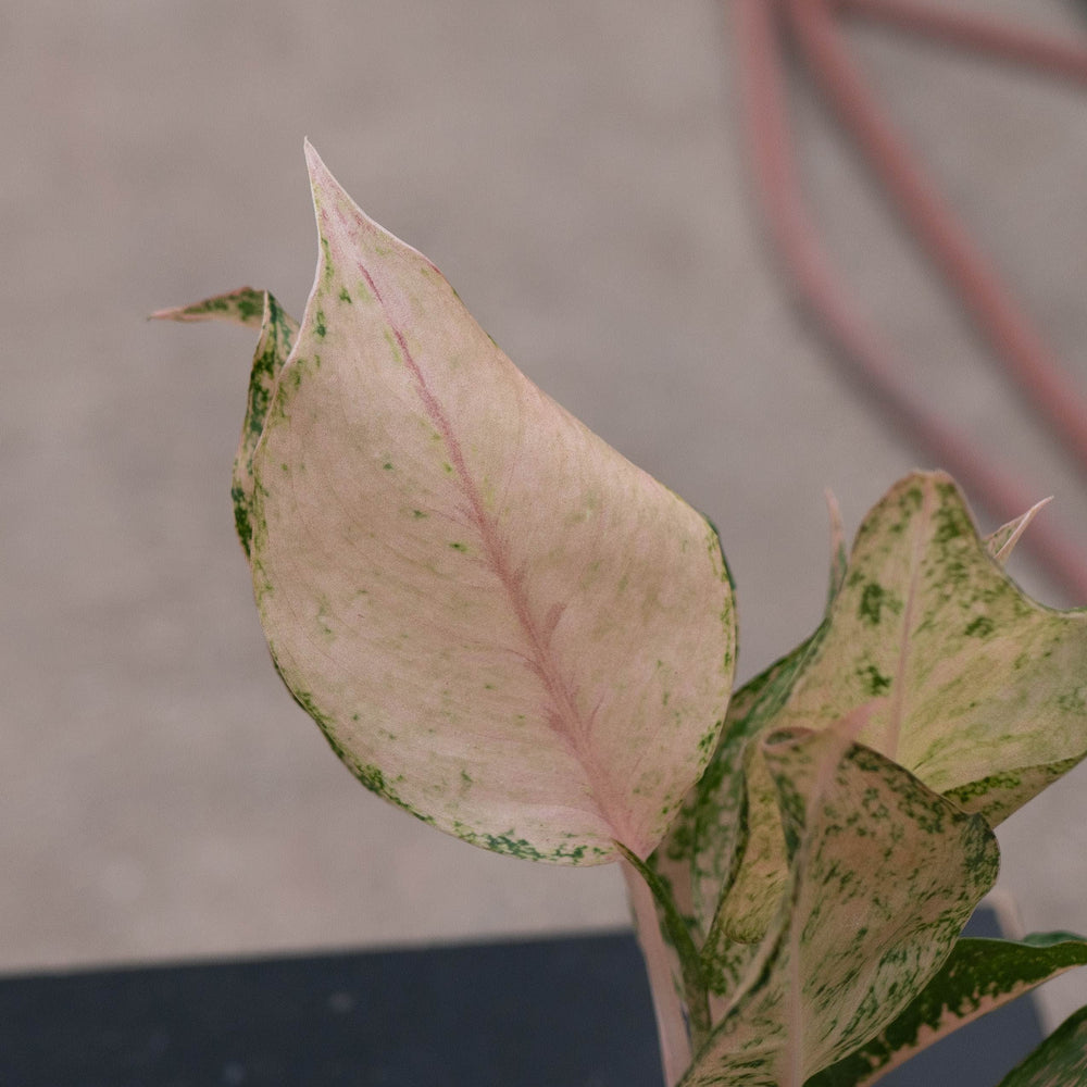 Gabriella Plants Aglaonema 4" Aglaonema 'Orange Catherine'