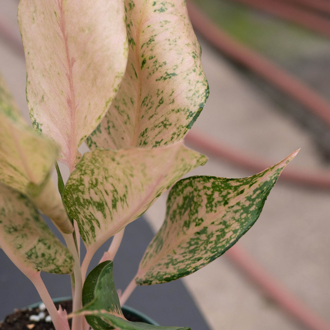 Gabriella Plants Aglaonema 4" Aglaonema &