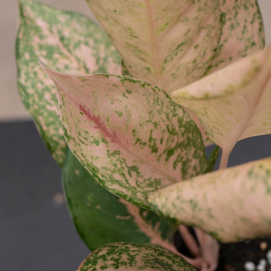 Gabriella Plants Aglaonema 4" Aglaonema &