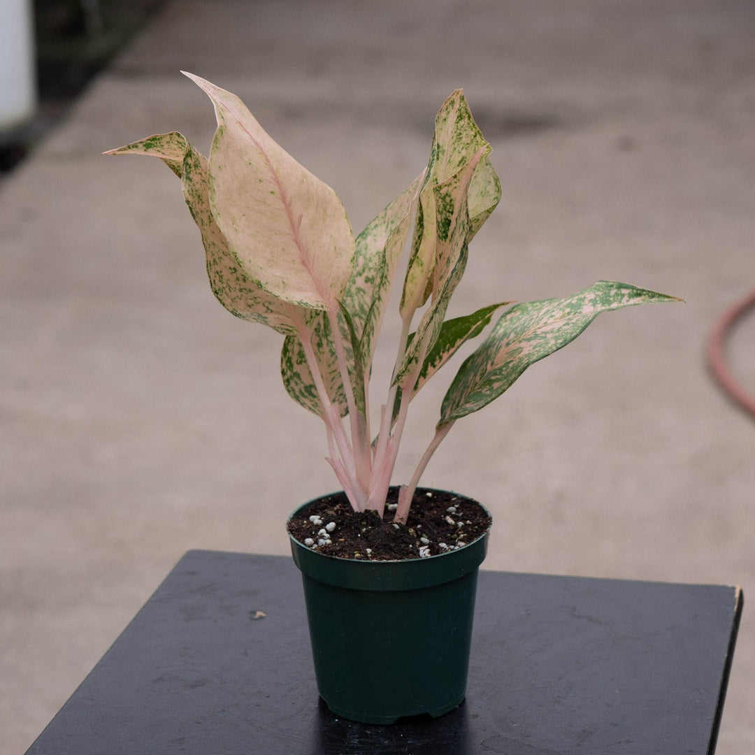 Gabriella Plants Aglaonema 4" Aglaonema 'Orange Catherine'