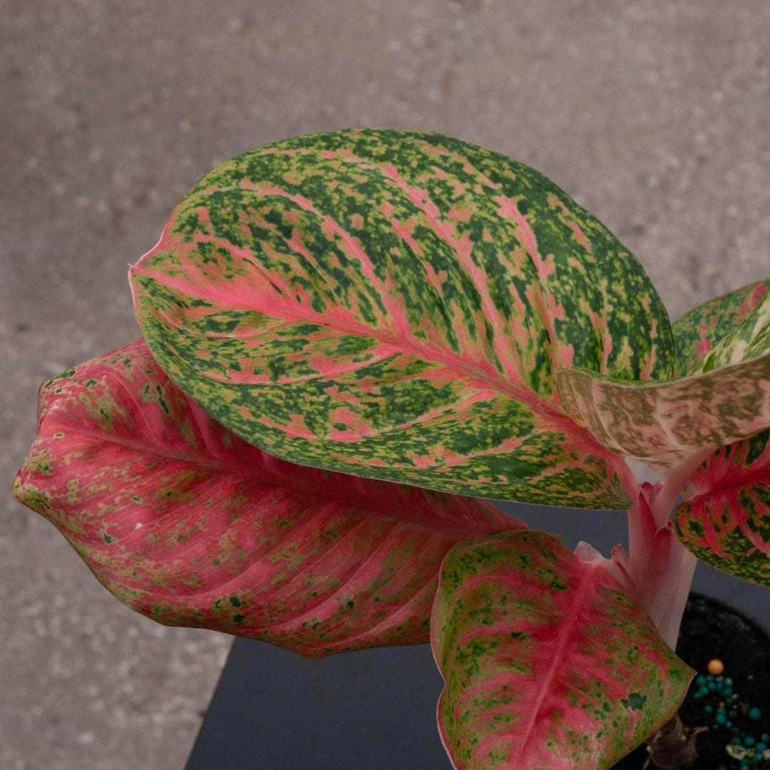 aglaonema pink peacock Aglaonema 'Orange Sombat'