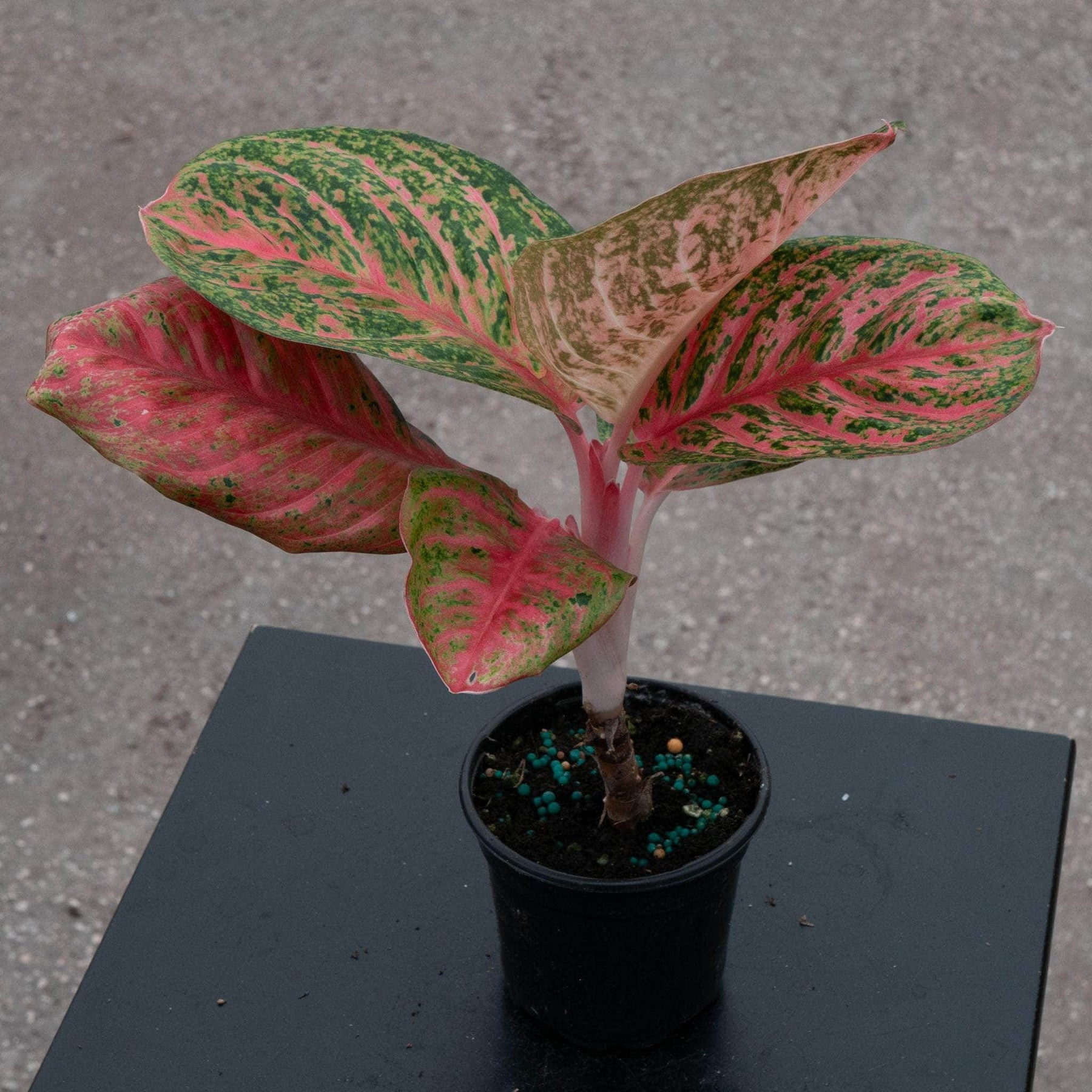 aglaonema sombat Aglaonema 'Orange Sombat'